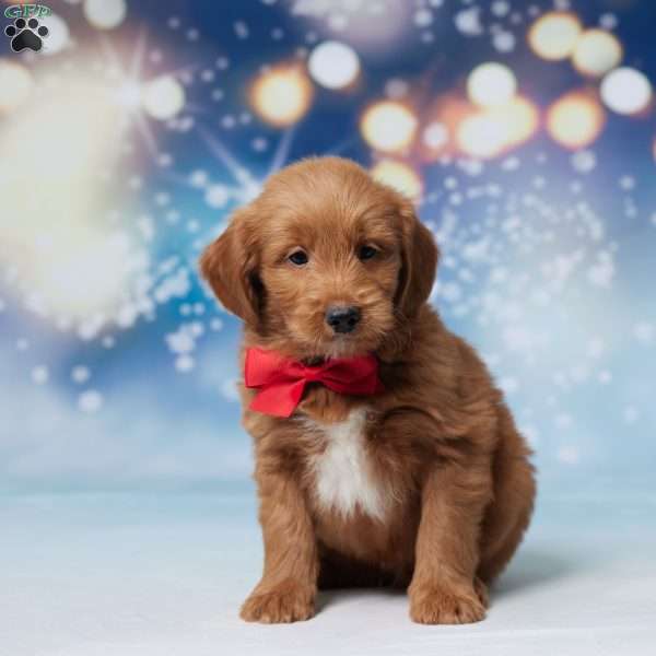 Odie, Mini Goldendoodle Puppy